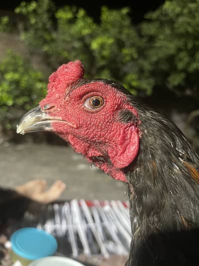 Pyour pkoya imported gamer bird