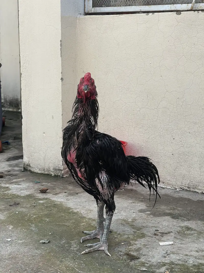 Pyour pkoya imported gamer bird — photo 2