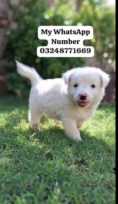 Russian Puppy dog for sale