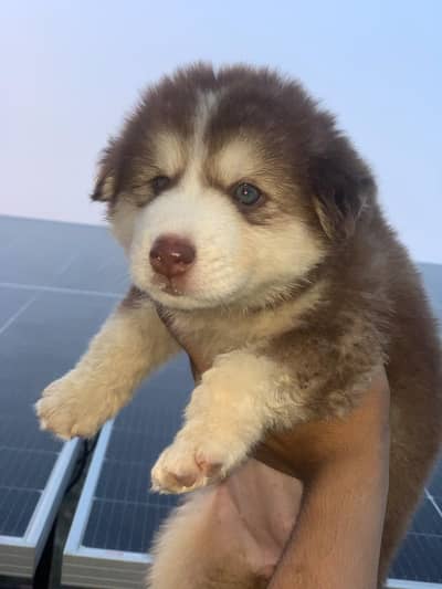 Show Quality Female Pup Looking For New Home