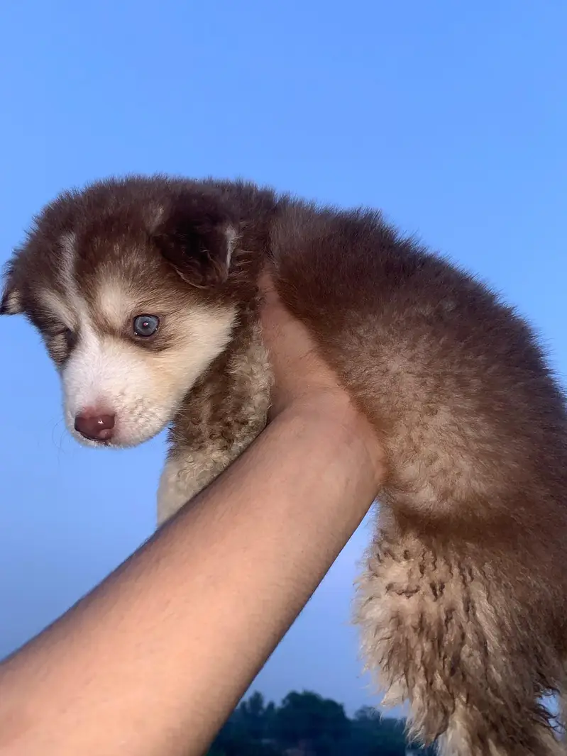 Show Quality Female Pup Looking For New Home — photo 2