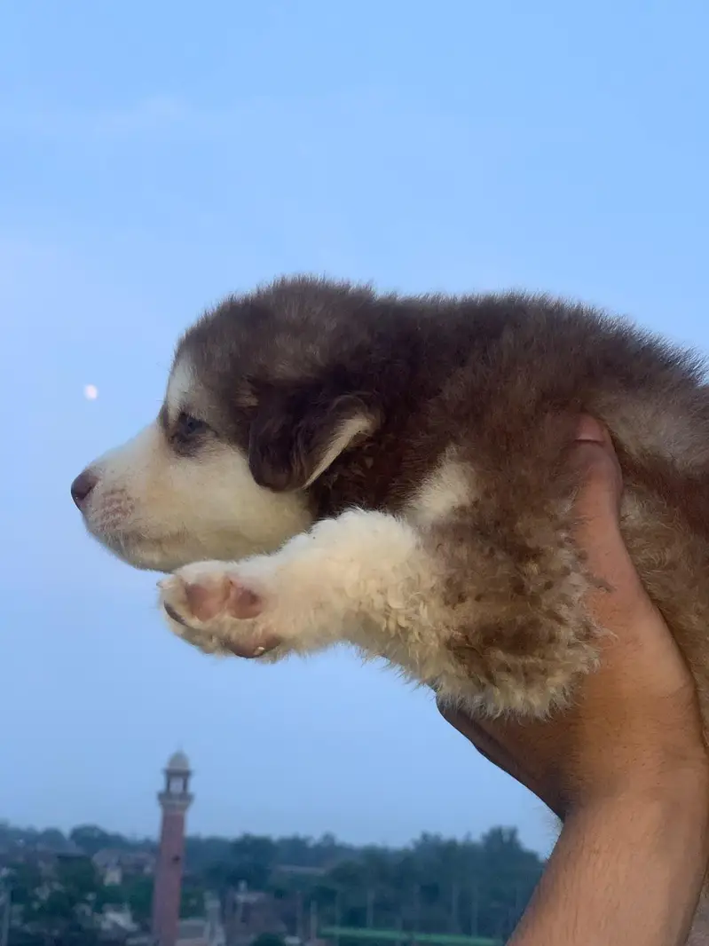 Show Quality Female Pup Looking For New Home — photo 4