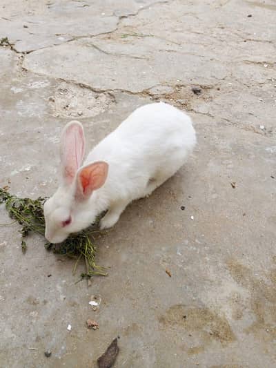 red eye rabbits pair