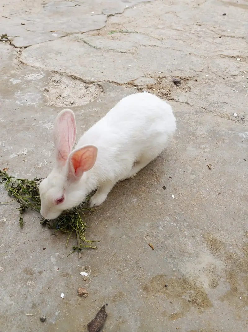 red eye rabbits pair