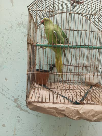 green parrot