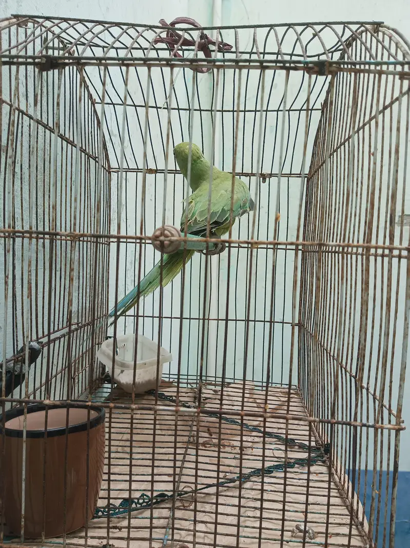 green parrot — photo 2