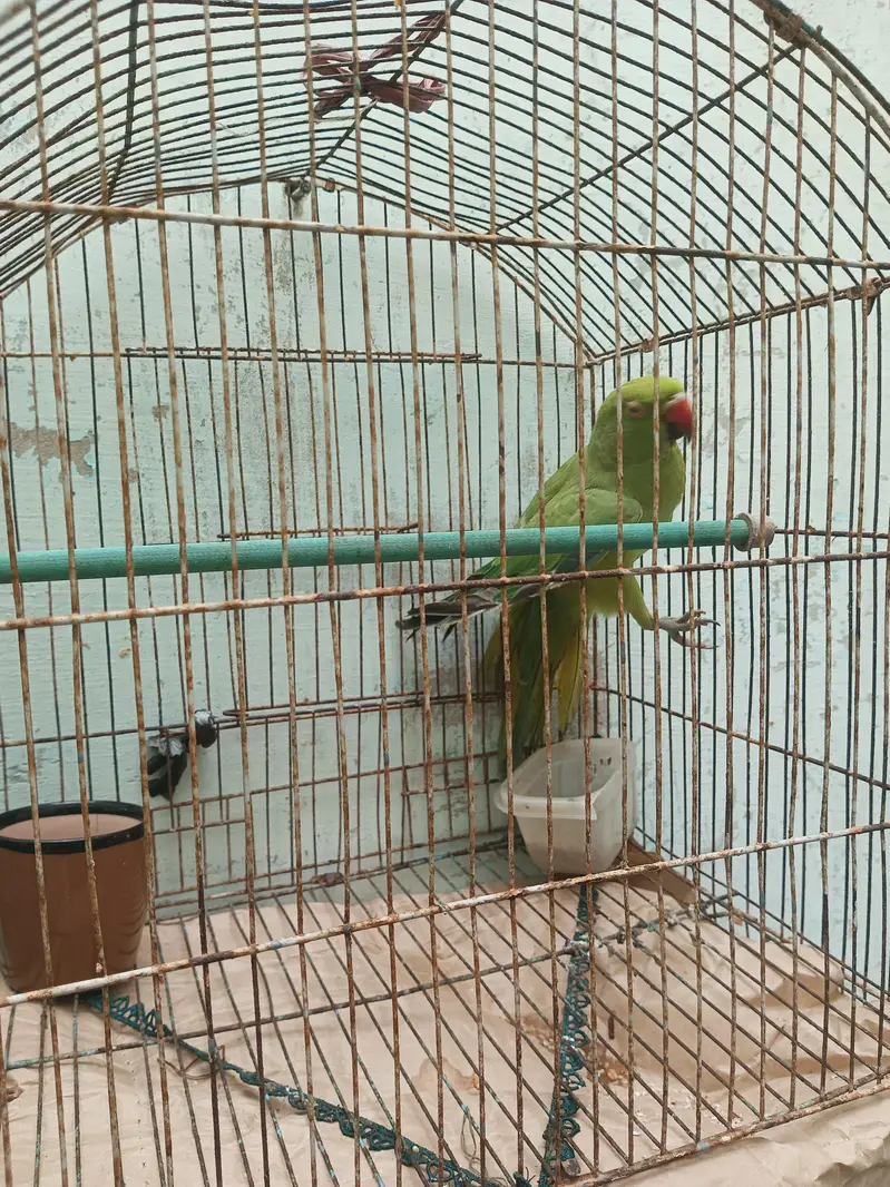 green parrot — photo 3