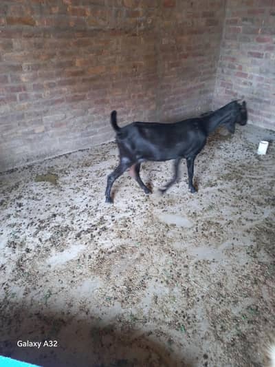 Black Goat Dhood Wali for sell