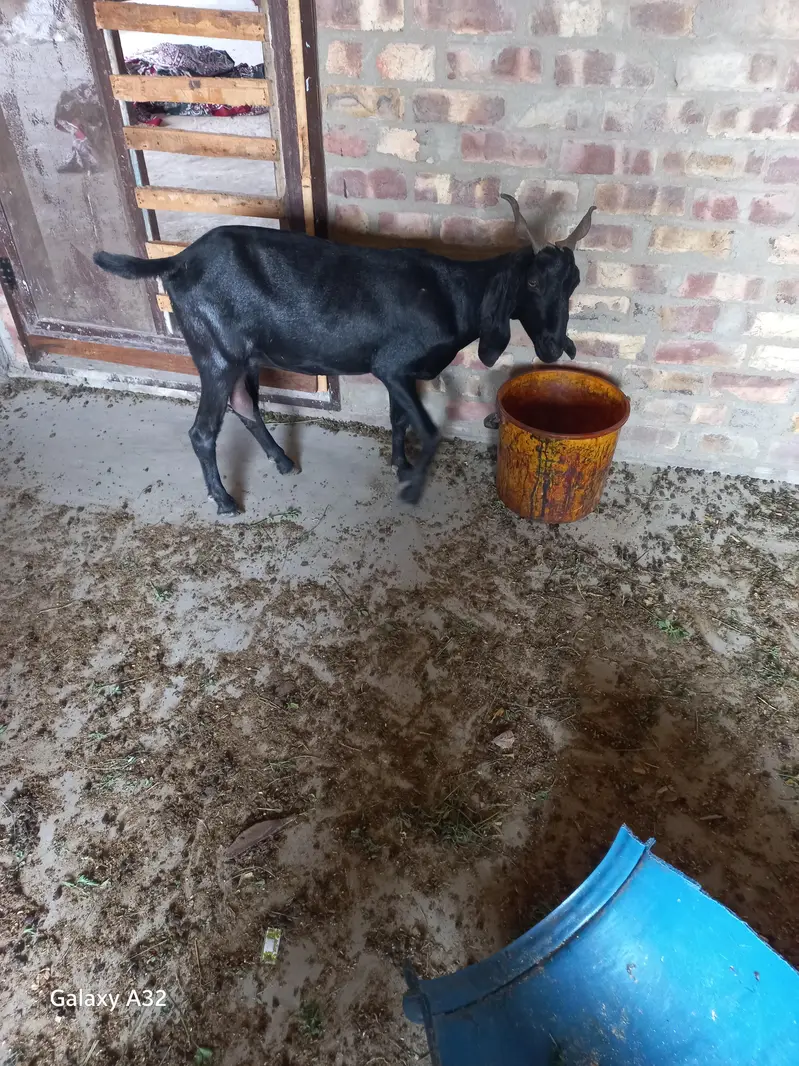 Black Goat Dhood Wali for sell — photo 2