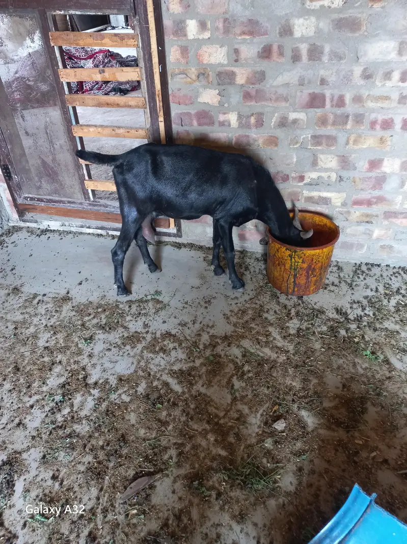 Black Goat Dhood Wali for sell — photo 3