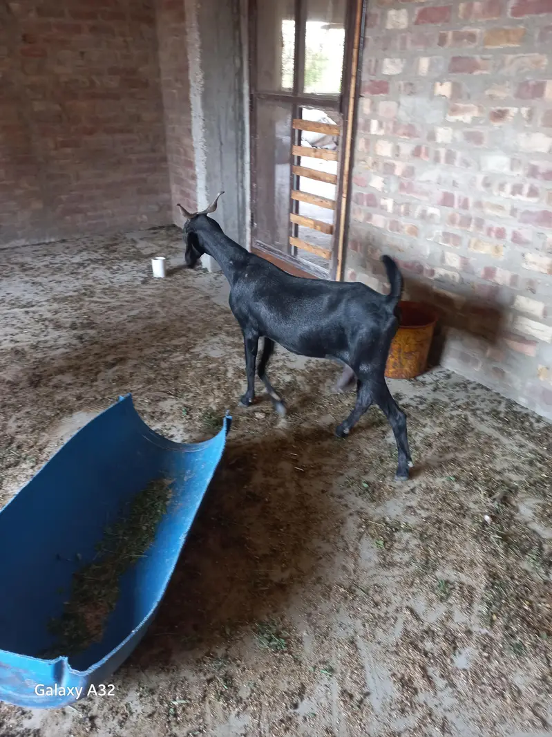 Black Goat Dhood Wali for sell — photo 4