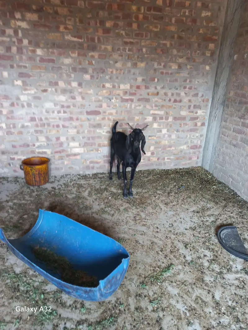 Black Goat Dhood Wali for sell — photo 5