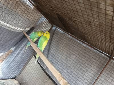 spangle budgie pair available for sale