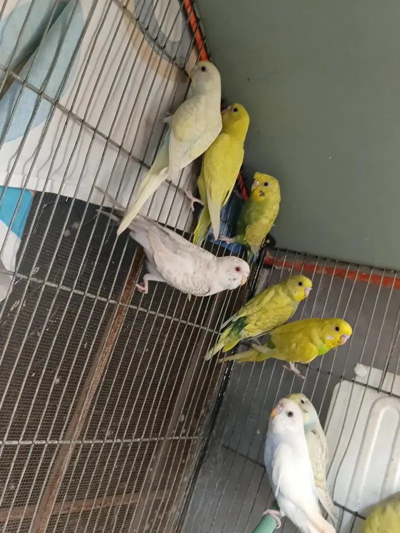 spangle budgie pair available for sale — photo 2