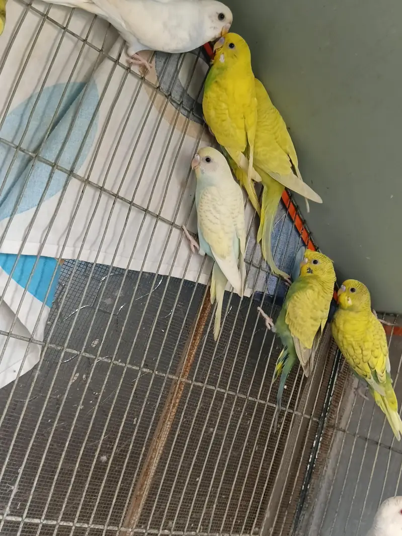 spangle budgie pair available for sale — photo 3