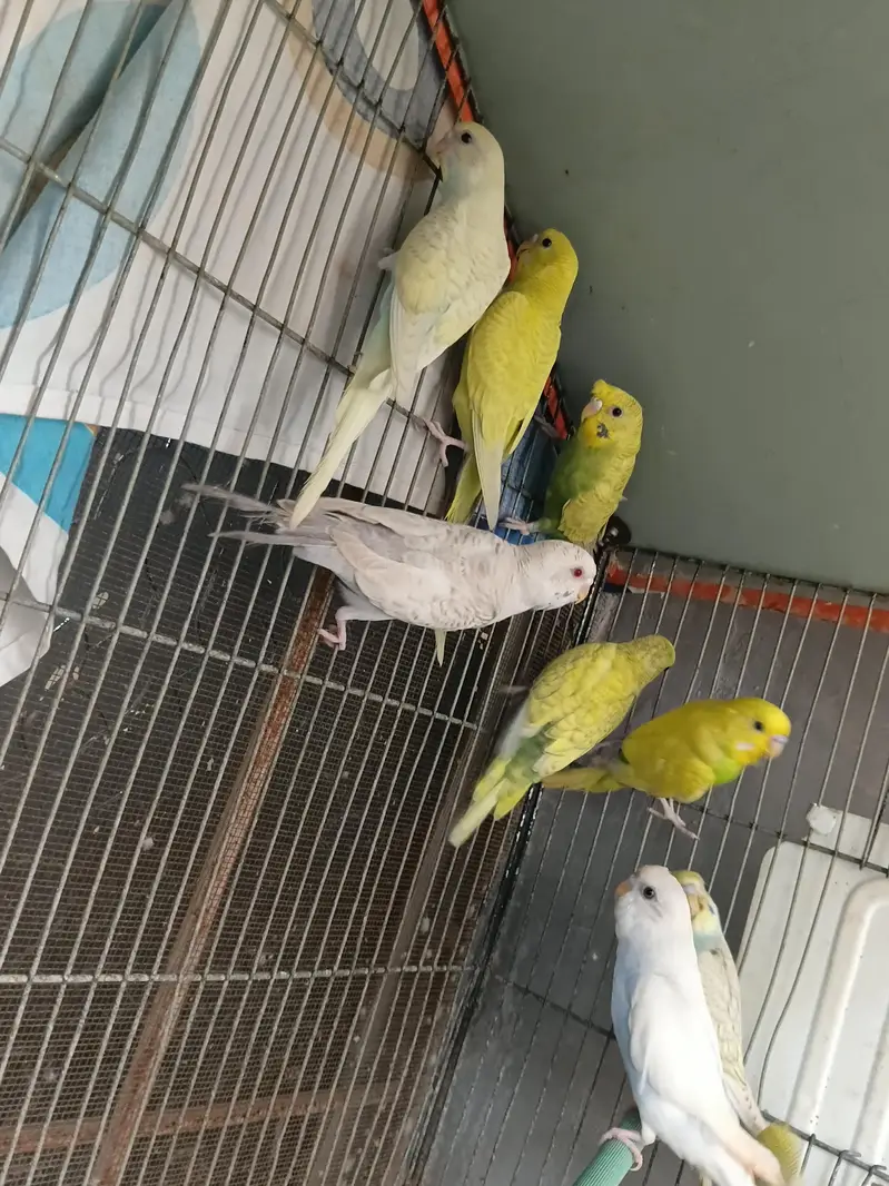 spangle budgie pair available for sale — photo 4