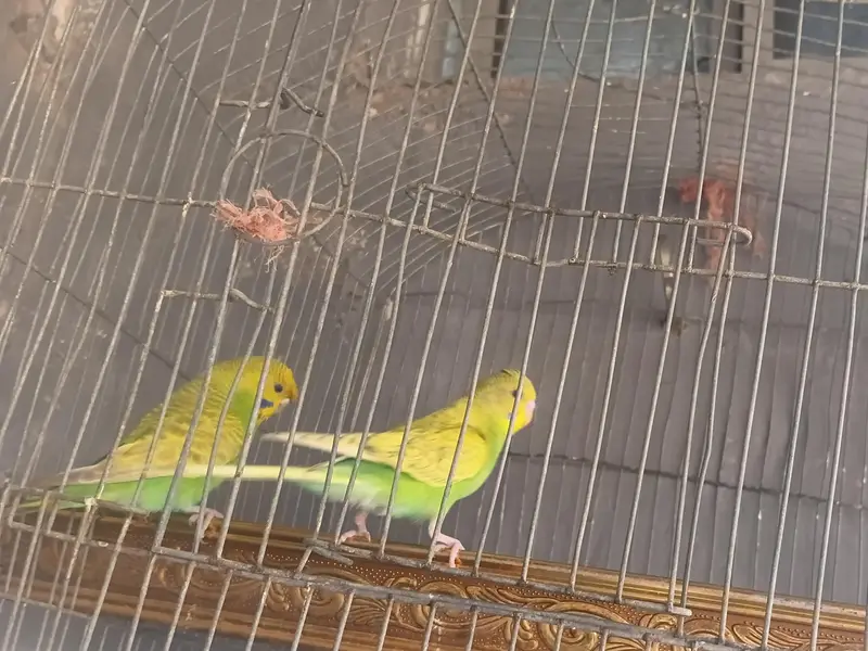 spangle budgie pair available for sale — photo 5