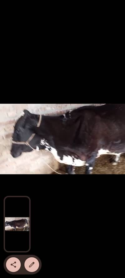 cow for sale