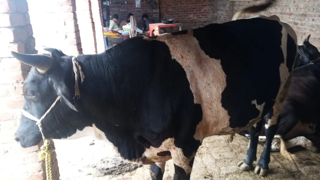 cow for sale — photo 3
