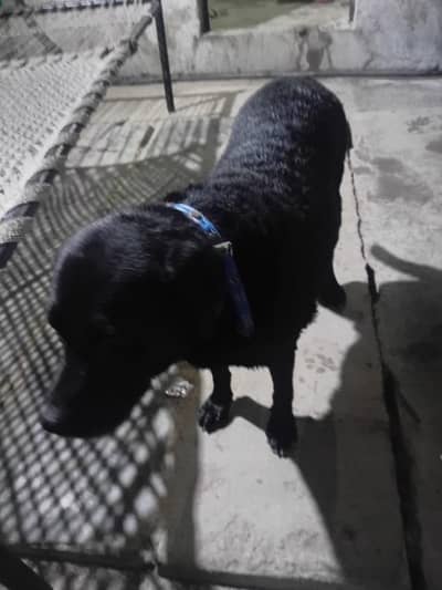 labrador