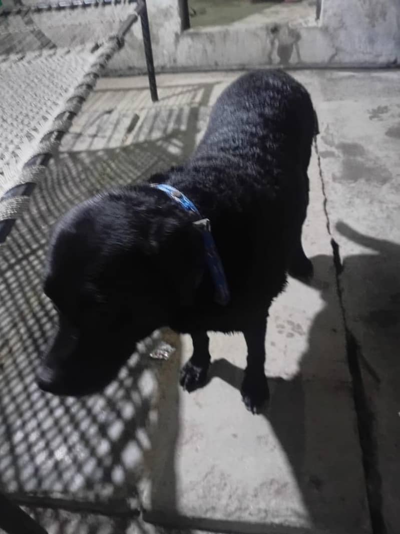 labrador 0