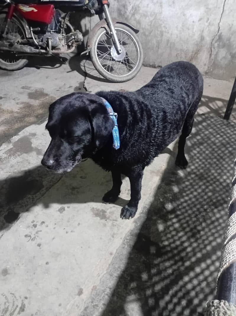labrador 1