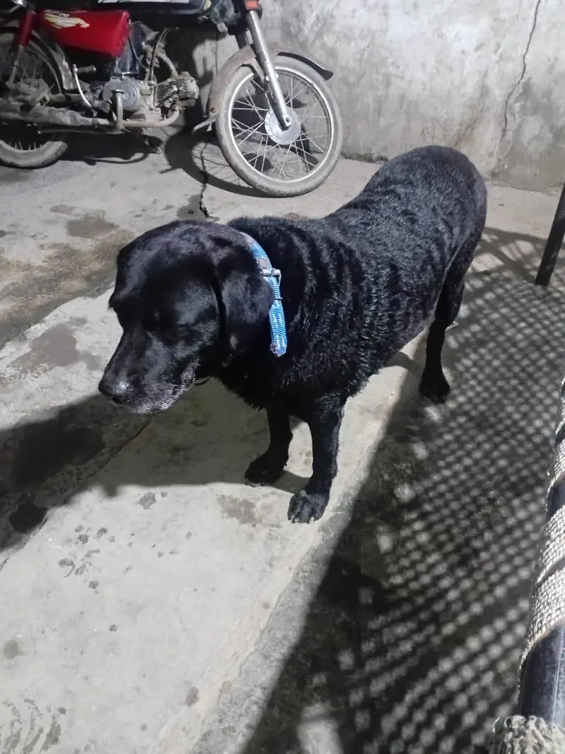 labrador — photo 2