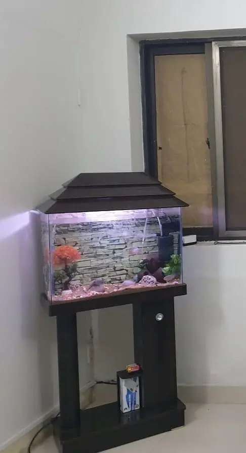 Aquarium with 3 Gold Fish