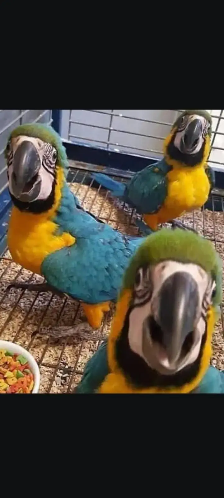 blue Macau parrot cheeks for sale 0370/7908/904 — photo 2