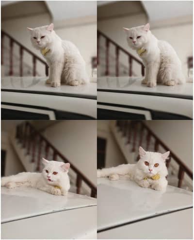 Russian cat