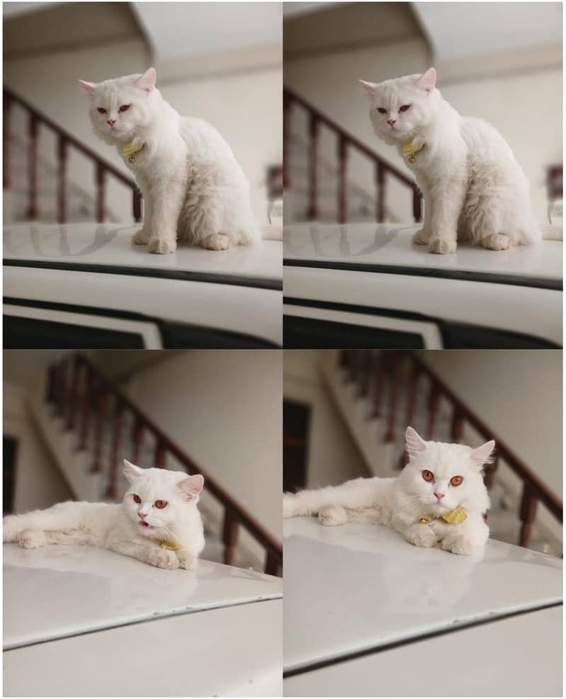 Russian cat 0