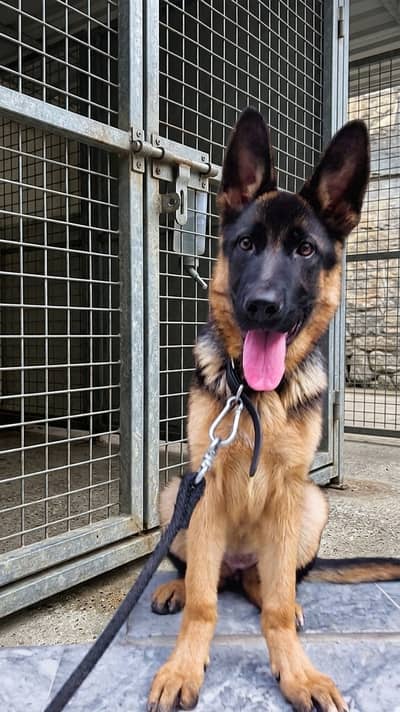 German Shepherd stock coat young breeder female black&tan