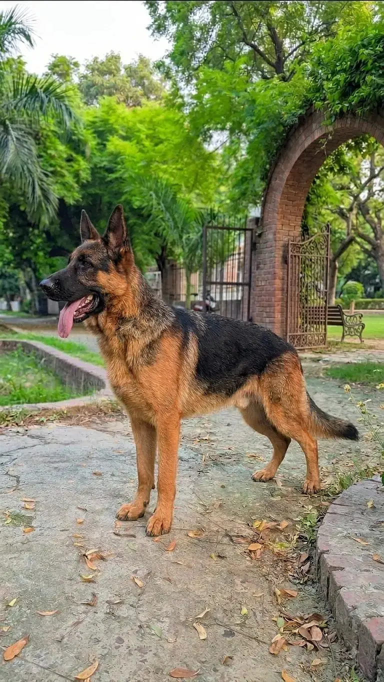 German Shepherd stock coat young breeder female black&tan — photo 2