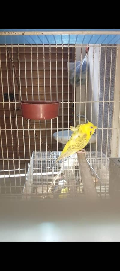 nice Bird