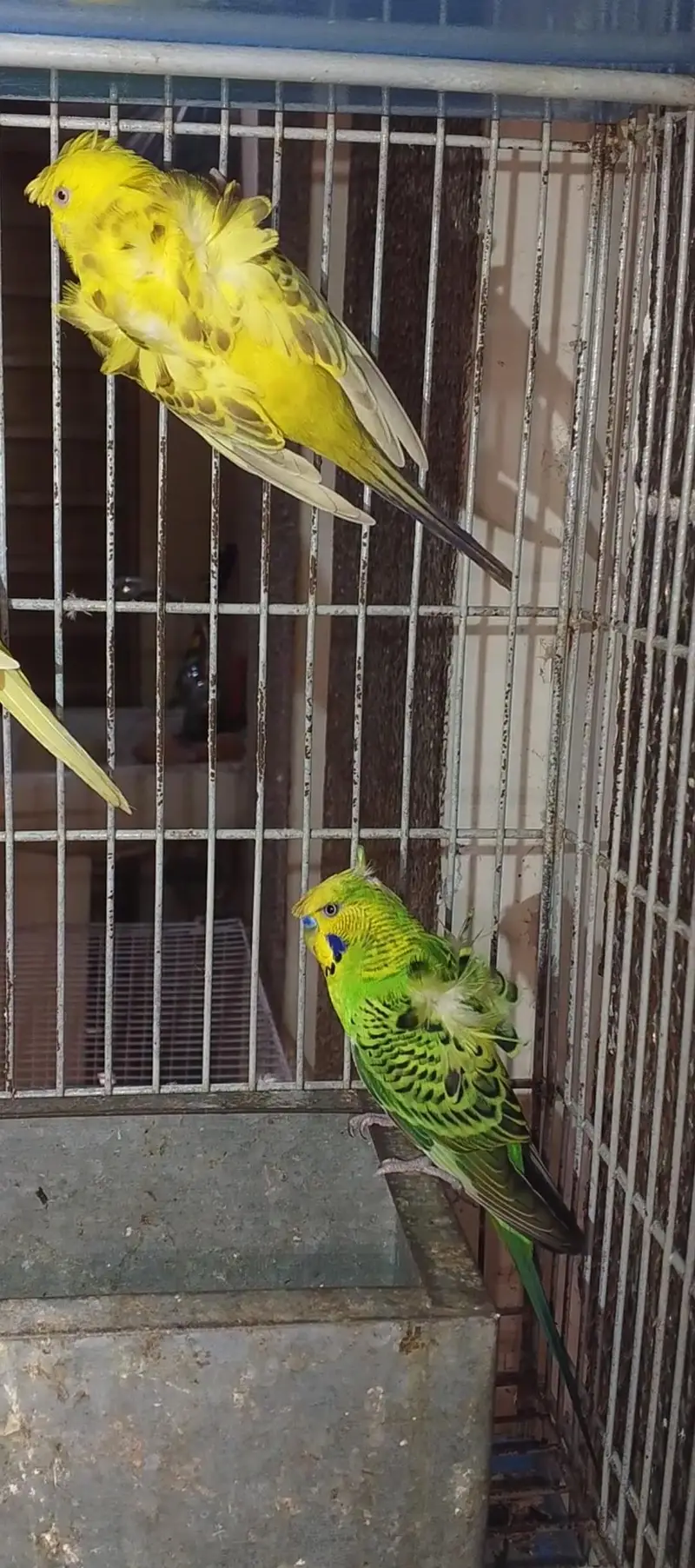 nice Bird — photo 3