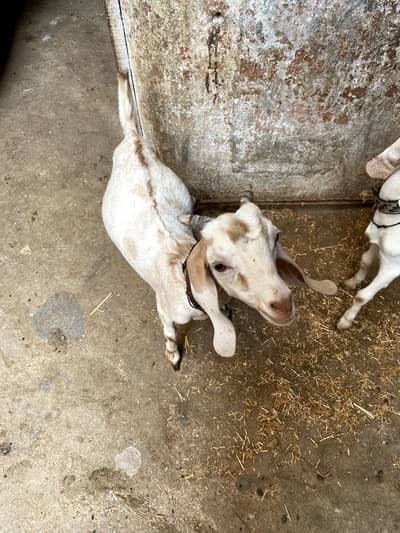 Bakra bakri