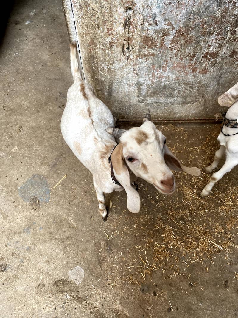 Bakra bakri 0