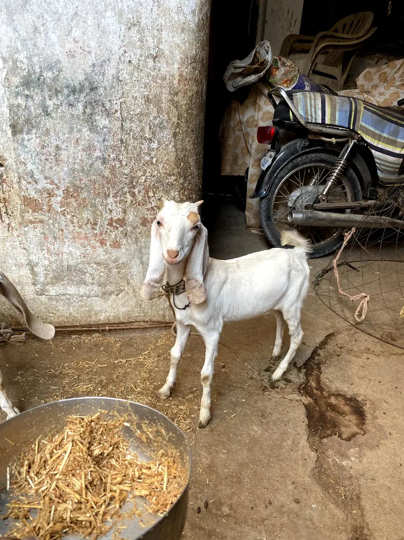 Bakra bakri — photo 2