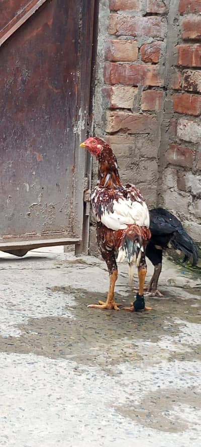male hen