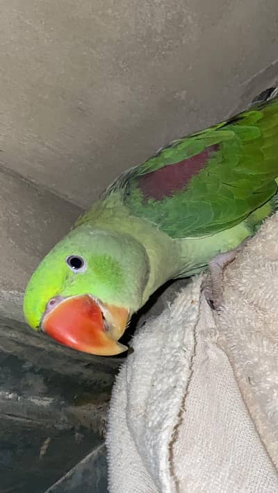 Raw Alexander Male talking Parrot for sale