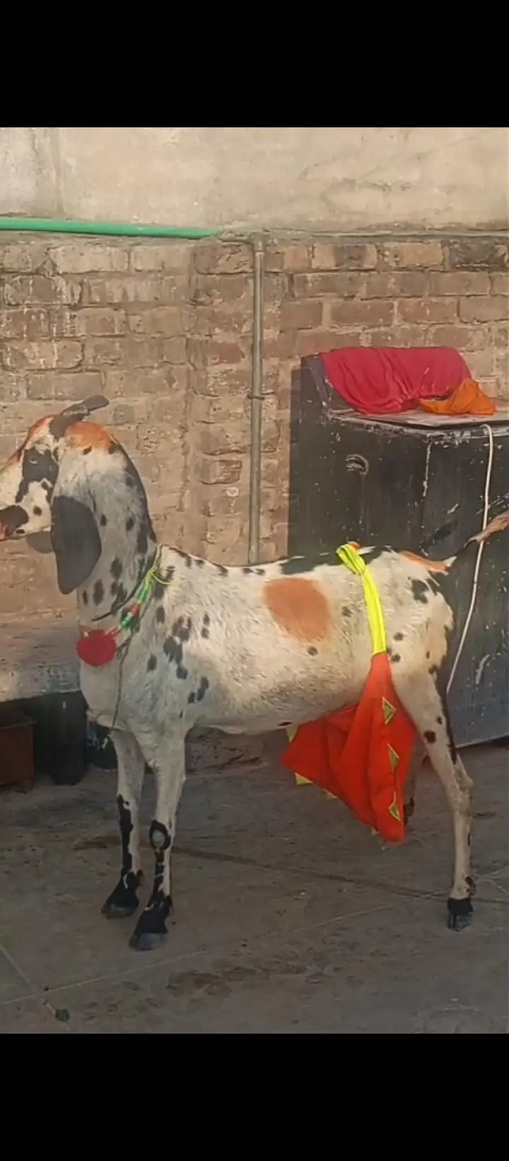 2 nar bachy h acha dood wli bakri h — photo 2