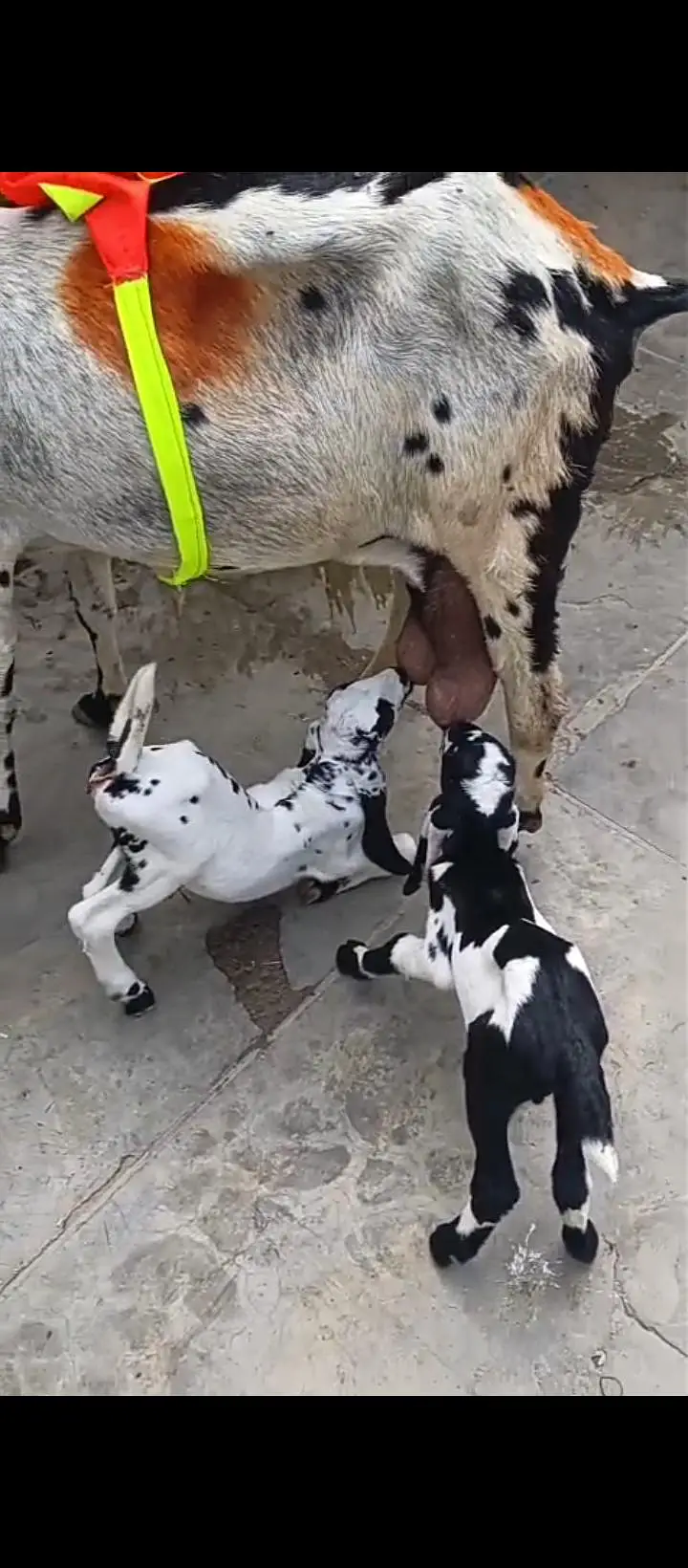 2 nar bachy h acha dood wli bakri h — photo 3