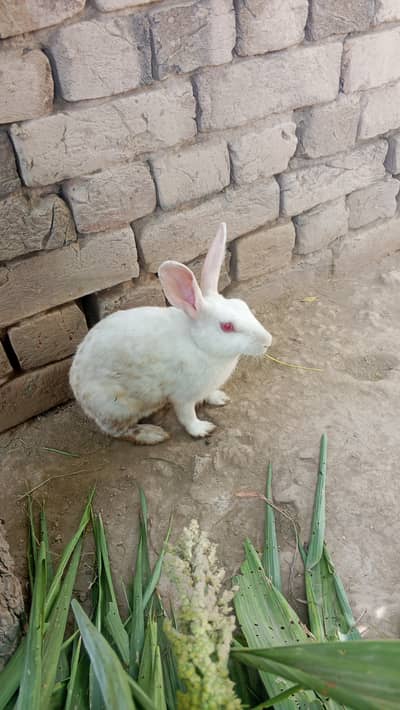 Male and female Cross red eyes available for sale