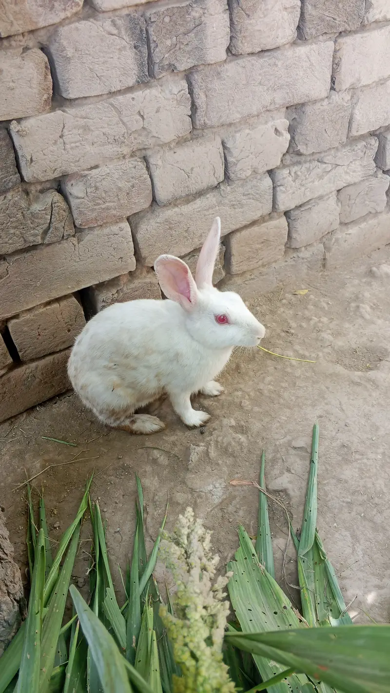 Male and female Cross red eyes available for sale