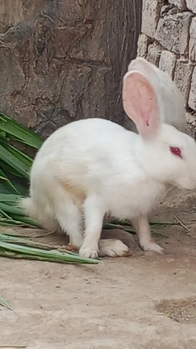 Male and female Cross red eyes available for sale — photo 2