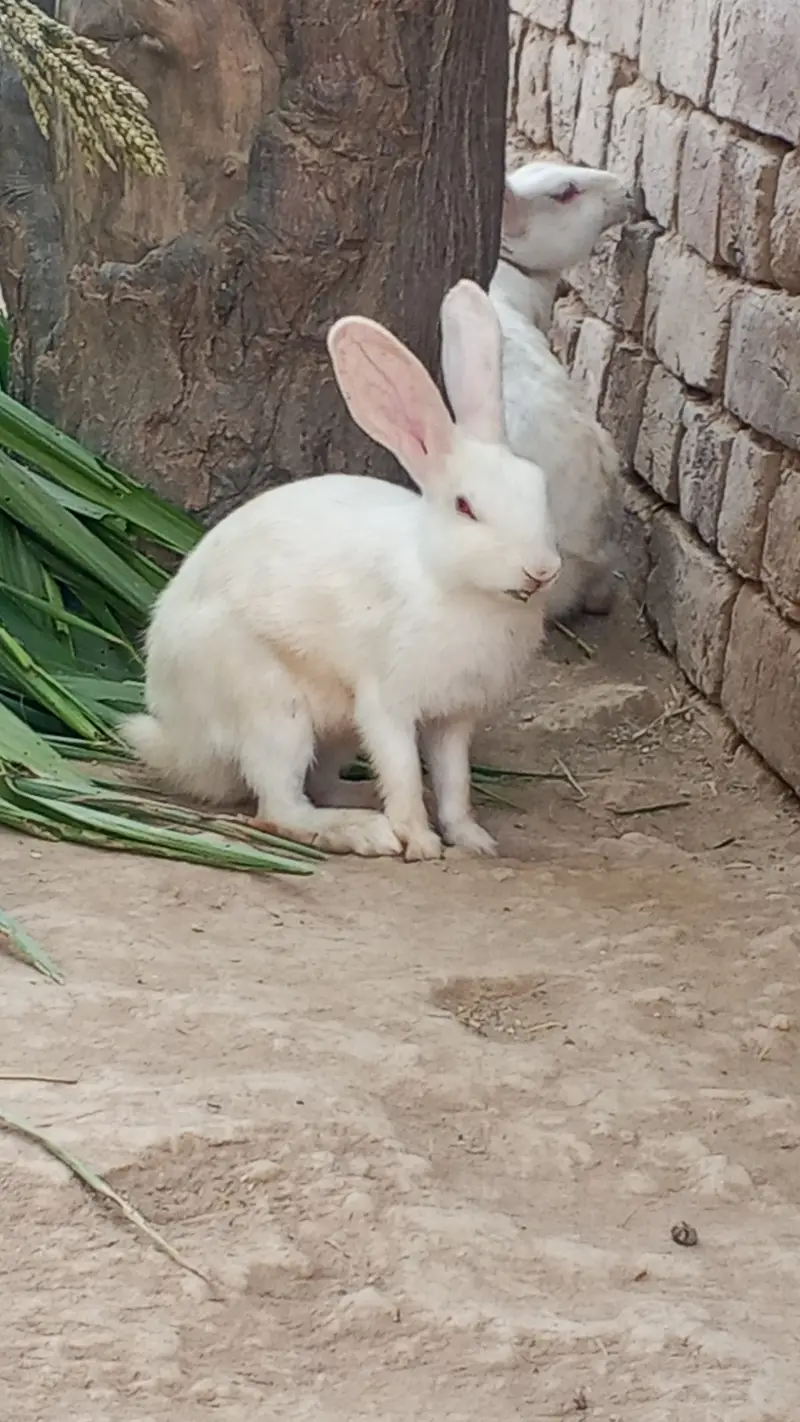 Male and female Cross red eyes available for sale — photo 3