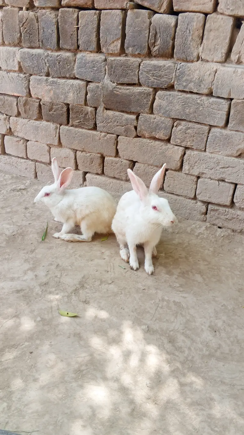 Male and female Cross red eyes available for sale — photo 4