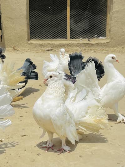 Lakky Kabootar For Sale