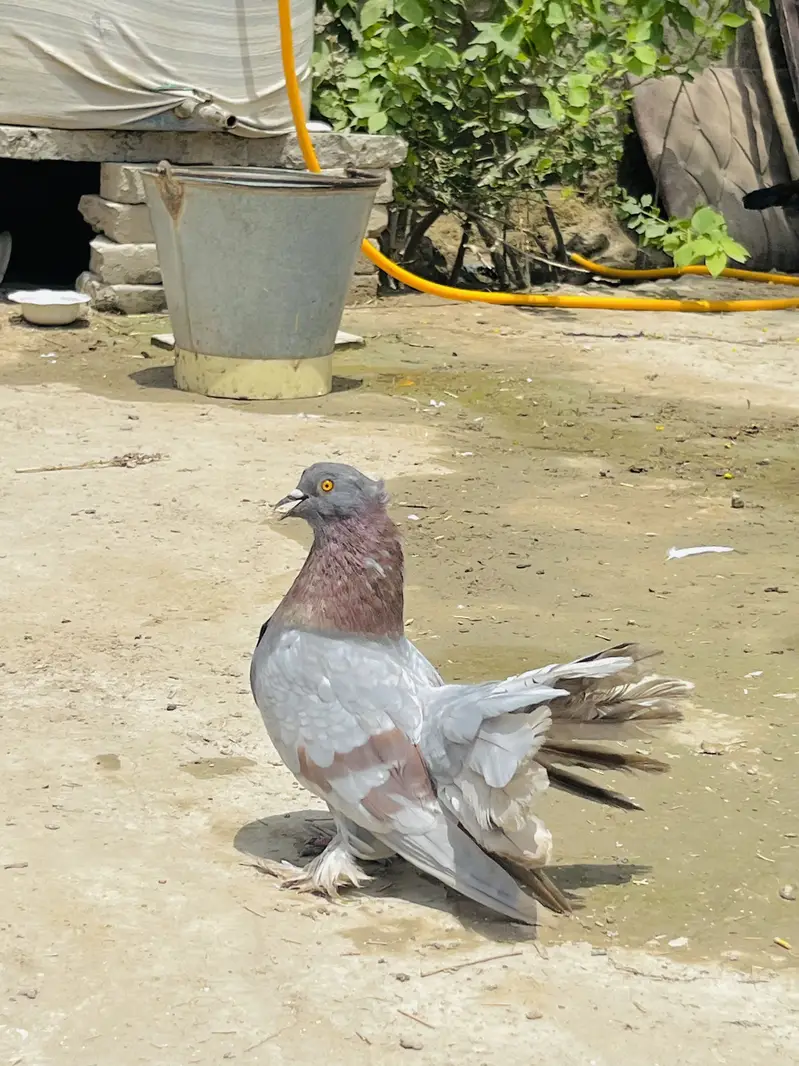 Lakky Kabootar For Sale — photo 3