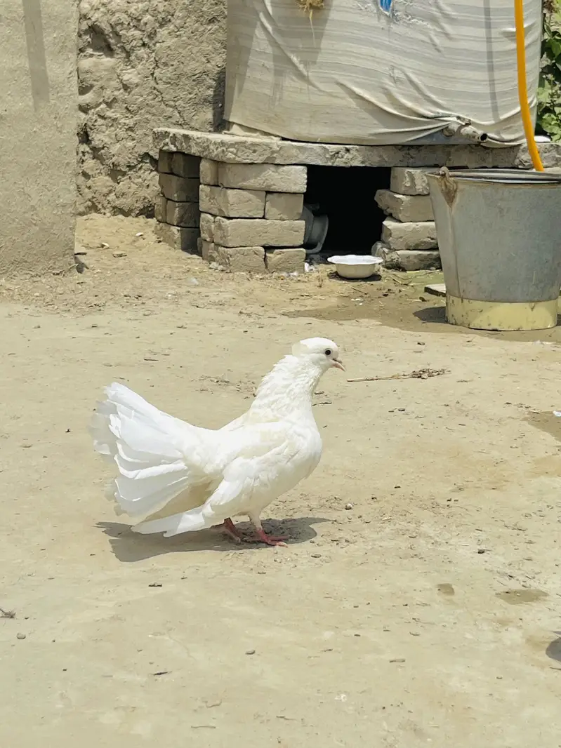 Lakky Kabootar For Sale — photo 4